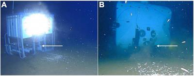 Hadal Biodiversity, Habitats and Potential Chemosynthesis in the Java Trench, Eastern Indian Ocean